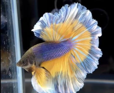 Acuicultura de peces ornamentales